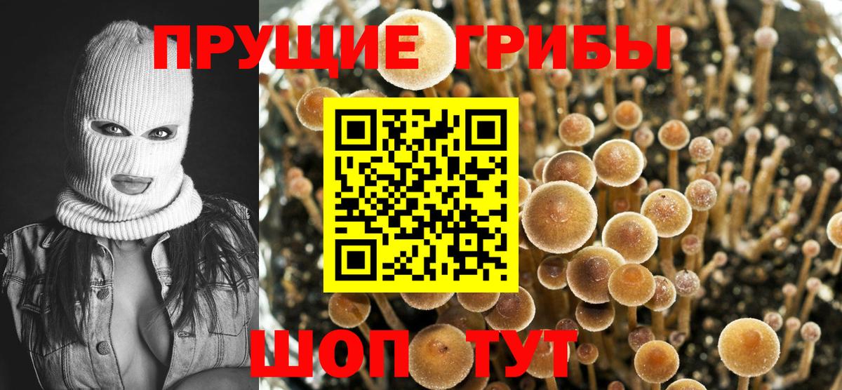 Карабулак  Галлюциногенные грибы GOLDEN TEACHER  Вход с VPN 